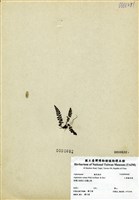 藏品(小葉鐵角蕨)的圖片